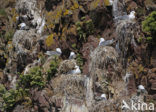 Black-legged Kittiwake (Rissa tridactyla)