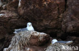 Black-legged Kittiwake (Rissa tridactyla)