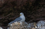 Black-legged Kittiwake (Rissa tridactyla)