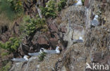 Black-legged Kittiwake (Rissa tridactyla)