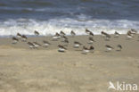 Drieteenstrandloper (Calidris alba)
