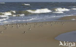 Drieteenstrandloper (Calidris alba)