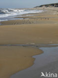 Drieteenstrandloper (Calidris alba)