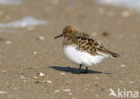 Sanderling (Calidris alba)