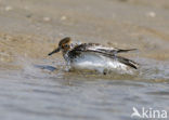 Sanderling (Calidris alba)