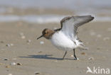 Sanderling (Calidris alba)