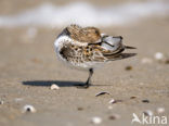 Sanderling (Calidris alba)