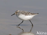 Sanderling (Calidris alba)