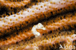 Denise’s Pygmy Seahorse (Hippocampus denise)