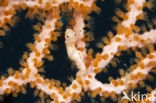 Denise’s Pygmy Seahorse (Hippocampus denise)