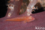 ghost goby (Pleurosicya spec)