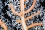 Dwerggrondel (Pleurosicya spec)