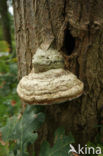 Echte tonderzwam (Fomes fomentarius)