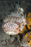 Long-spine porcupinefish (Diodon holocanthus)