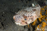 Long-spine porcupinefish (Diodon holocanthus)