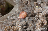 Egg Shell (Globovula margarita)