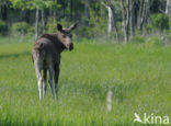 Eland (Alces alces)