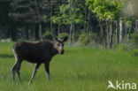 Eland (Alces alces)