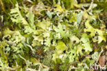 Cladonia foliacea