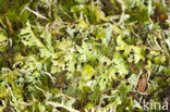 Cladonia foliacea