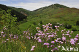 Thrift seapink (Armeria maritima)