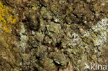 Fijn bekermos (Cladonia chlorophaea)