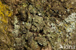 Mealy pixie-cup (Cladonia chlorophaea)