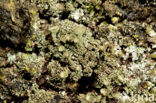 Fijn bekermos (Cladonia chlorophaea)