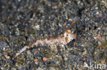 Fingered dragonet (Dactylopus dactylopus)