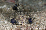 Fingered dragonet (Dactylopus dactylopus)