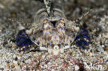 Fingered dragonet (Dactylopus dactylopus)