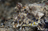 Fingered dragonet (Dactylopus dactylopus)