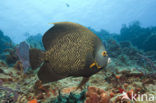 French Angelfish (Pomacanthus paru)