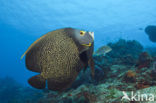 French Angelfish (Pomacanthus paru)