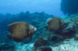 Franse Keizervis (Pomacanthus paru)