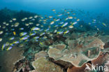 Yellow and blueback fusilier (Caesio teres)