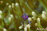 Anemone Shrimp (Periclimenes tosaensis)