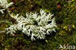 Gebogen rendiermos (Cladina arbuscula) 