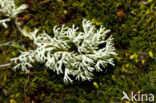 Reindeer Lichen (Cladina arbuscula)