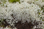 Reindeer Lichen (Cladina arbuscula)