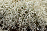 Reindeer Lichen (Cladina arbuscula)