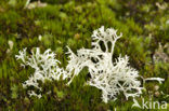 Gebogen rendiermos (Cladina arbuscula) 