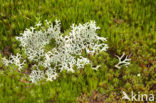 Gebogen rendiermos (Cladina arbuscula) 