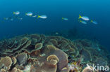 Lettuce Coral (Turbinaria mesenterina) 