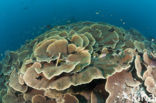 Lettuce Coral (Turbinaria mesenterina) 