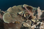 Lettuce Coral (Turbinaria mesenterina) 