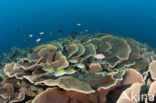 Lettuce Coral (Turbinaria mesenterina) 