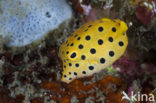 Yellow boxfish (Ostracion cubicus)