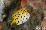 Yellow boxfish (Ostracion cubicus)