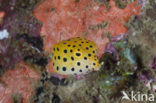 Yellow boxfish (Ostracion cubicus)